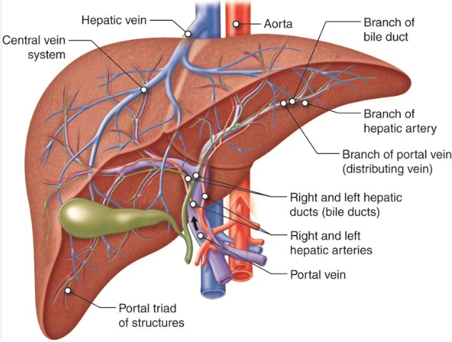 Symptoms of Liver Diseases(photo credit:-google)